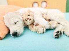 Ne ignorirajte ih: 10 glavnih znakova da je pas bolestan