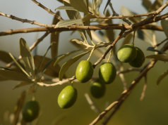8 zdravstvenih prednosti ekstrakta maslinovog lista!