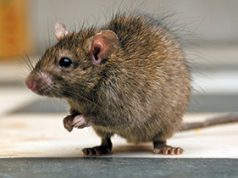 10 činjenica o štakorima!