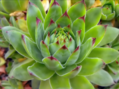 Čuvarkuća (sempervivum tectorum) – ljekovita svojstva i recepti!