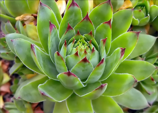 Čuvarkuća (sempervivum tectorum) – ljekovita svojstva i recepti!