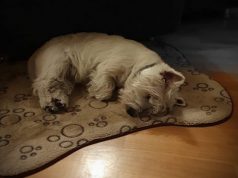 Kako psi reaguju na stres njihovog vlasnika?