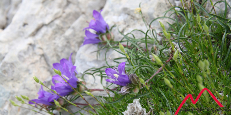 Planinarski bonton