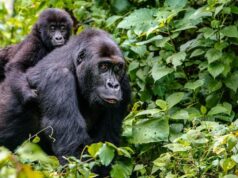 Kako priroda nagrađuje brižne tate gorile?