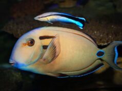 Riba koja je prepoznala samu sebe – u ogledalu