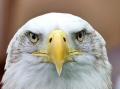 ORLOVA LEKCIJA: Znate li kako ženka orla bira oca za svoje potomstvo?