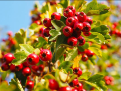 Ljekoviti glog, recepti za ljekovite pripravke i upotreba