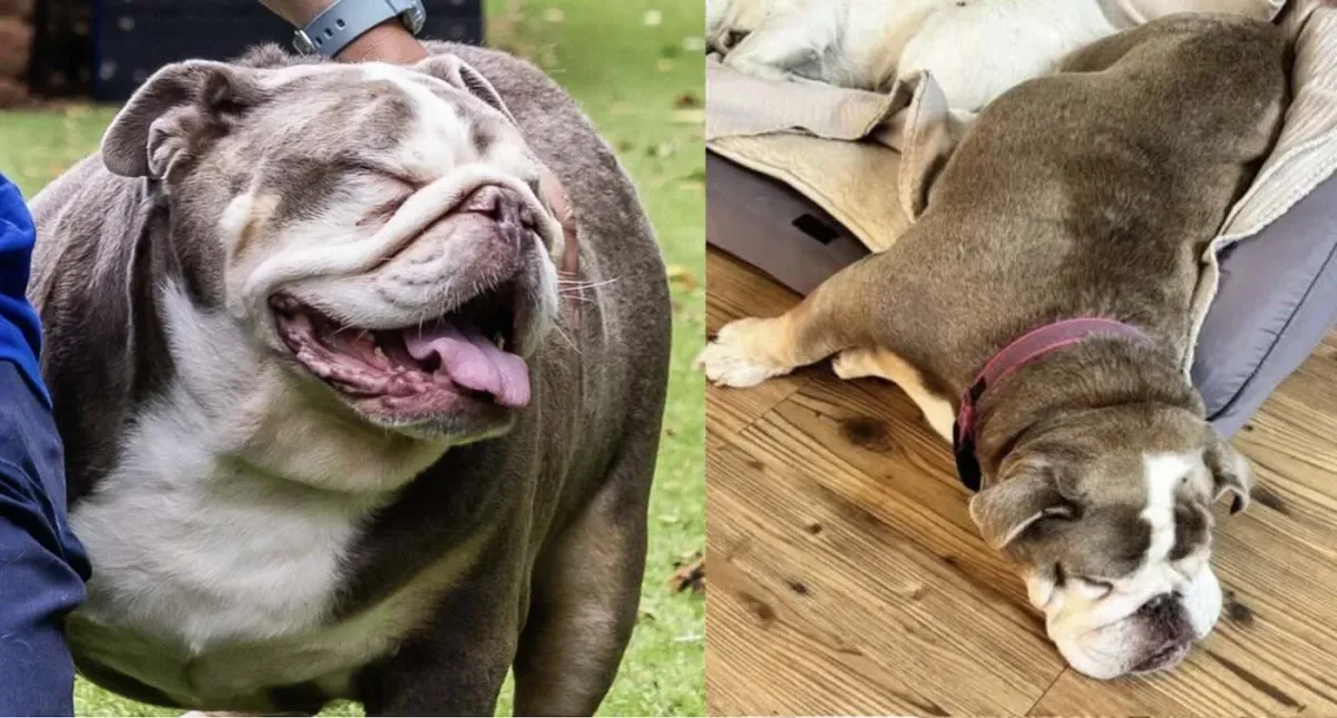 Buldog teškaš koji je ličio na malu nilsku konjsku bebicu uspješno smršao i pronašao novi dom