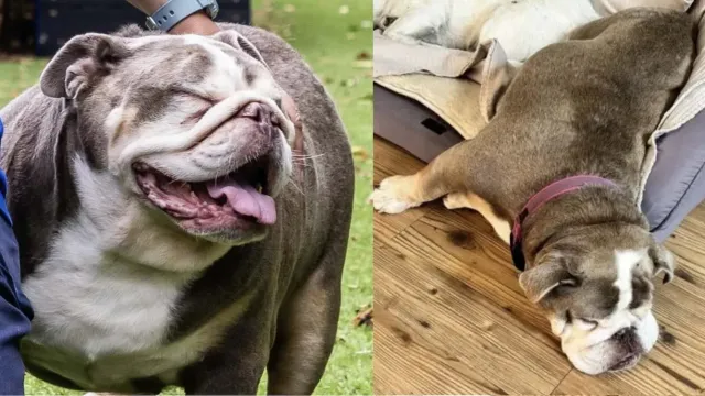 Buldog teškaš koji je ličio na malu nilsku konjsku bebicu uspješno smršao i pronašao novi dom