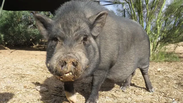 Da li se svinje zaista mogu napiti od fermentisanog kukuruza?