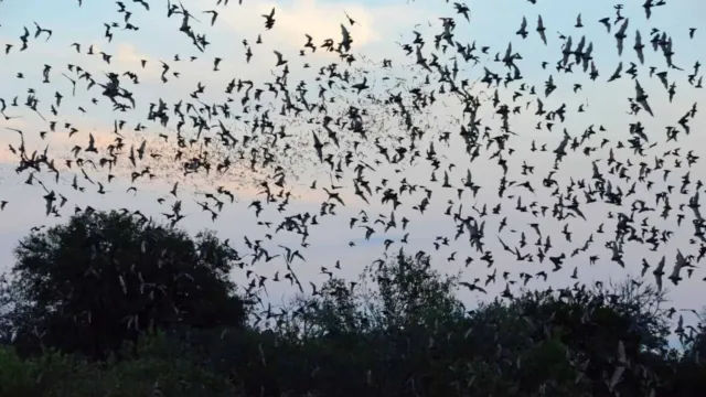 Da li su ovi krilati posjetioci iznad vašeg krova zaista šišmiši ili nešto sasvim drugo?