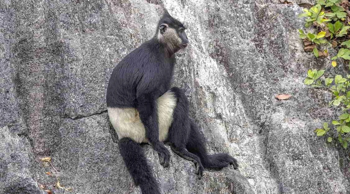 Delacurov langur u prirodnom okruženju
