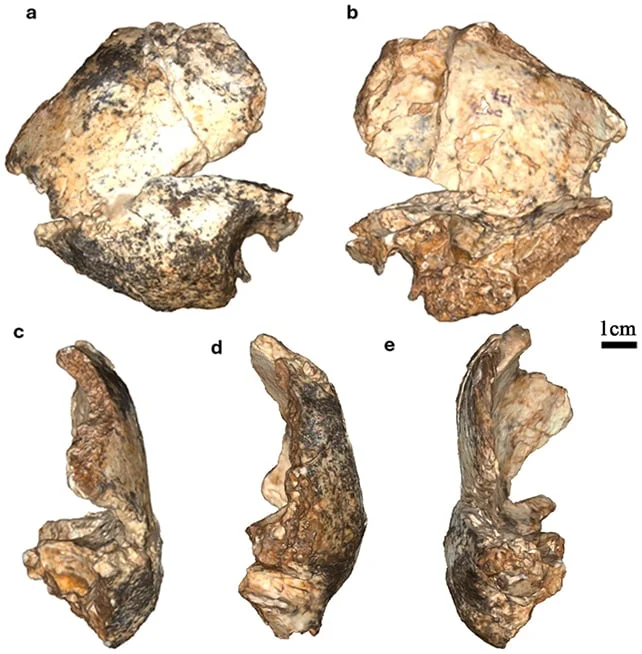 Drimolen fossils