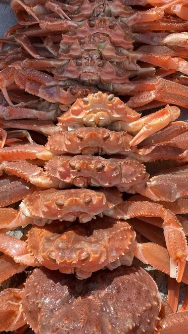 Hpažljivo sakupljeni hibridni rakovi tokom istraživanja.