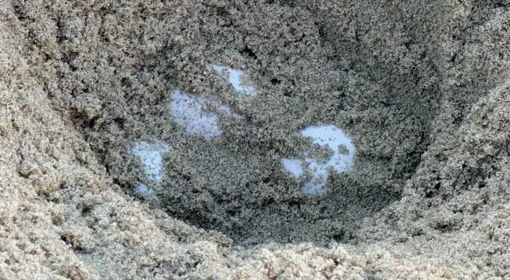 Jaja morske kornjače na plaži