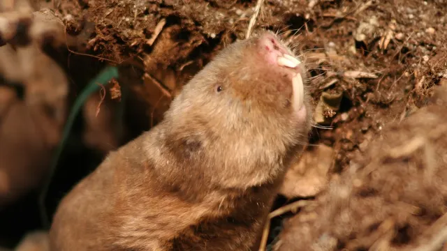 Kada Zemljino magnetno polje nestane: Nevjerovatna reakcija slijepih krtica iznenađuje naučnike