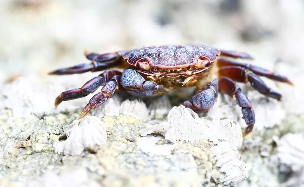 Ljubičasti obalni rak na plaži