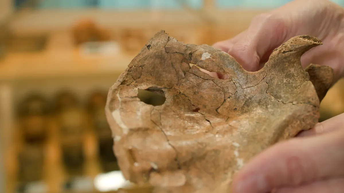 Misteriozna rupa na lopatici neandertalca: Da li je smrtonosni udarac zadat drvenim kopljem?