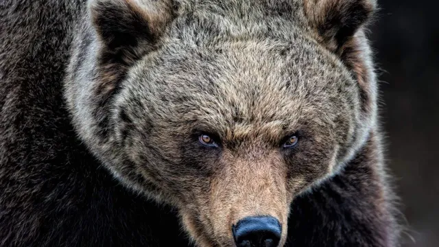 Može li bicikl pobjeći mrkom medvjedu: Nevjerovatan snimak susreta na stazi