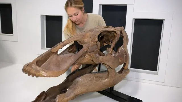 Nevjerovatno otkriće tokom porodične šetnje: Djeca pronašla rijedak fosil mladog T. rexa