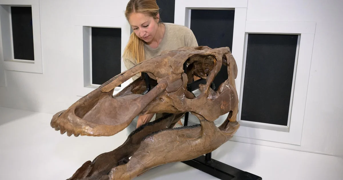 Nevjerovatno otkriće tokom porodične šetnje: Djeca pronašla rijedak fosil mladog T. rexa