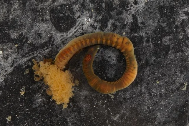 New Genus of Nightmare Spaghetti Worms Found Deep Under The Indian Ocean