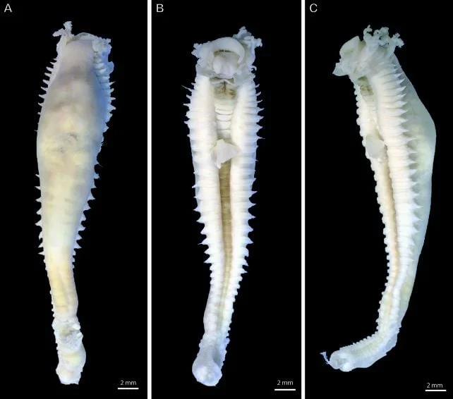 New Genus of Nightmare Spaghetti Worms Found Deep Under The Indian Ocean
