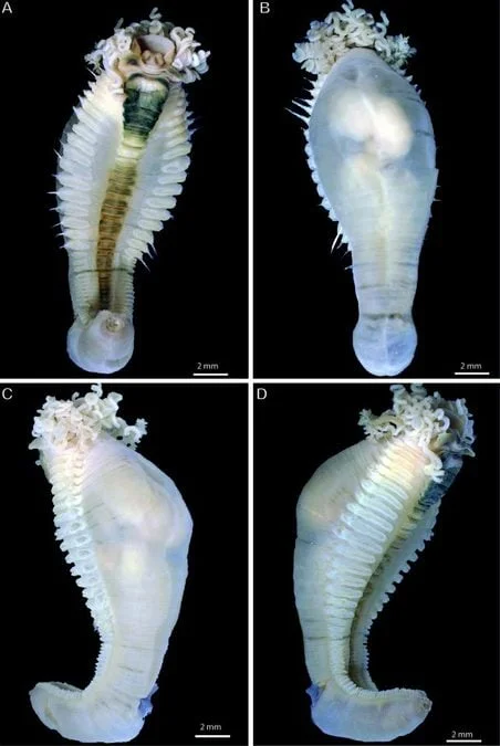 New Genus of Nightmare Spaghetti Worms Found Deep Under The Indian Ocean