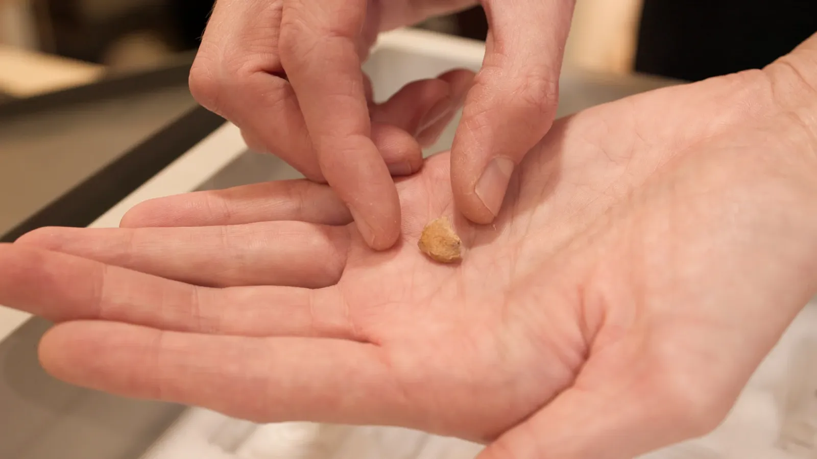 osoba drži polovinu neandertalskog zuba u dlanu