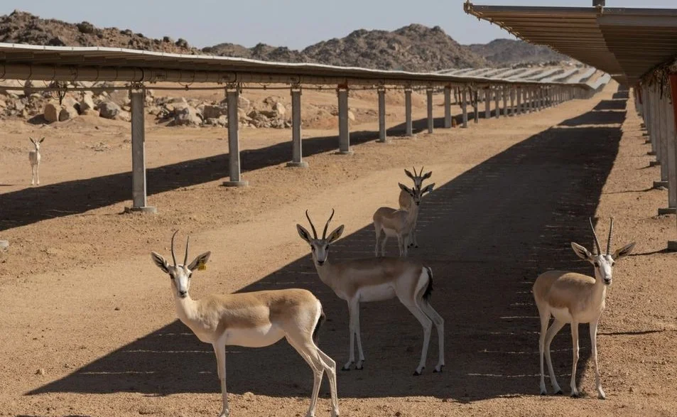 Solarna elektrana u Saudijskoj Arabiji postala savršeno utočište za ugrožene gazele