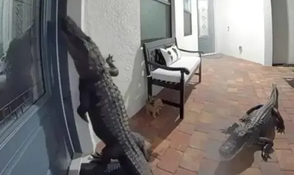 Viralni video: Aligatori u Americi pokušali da uđu u kuću pa zvonili na vrata