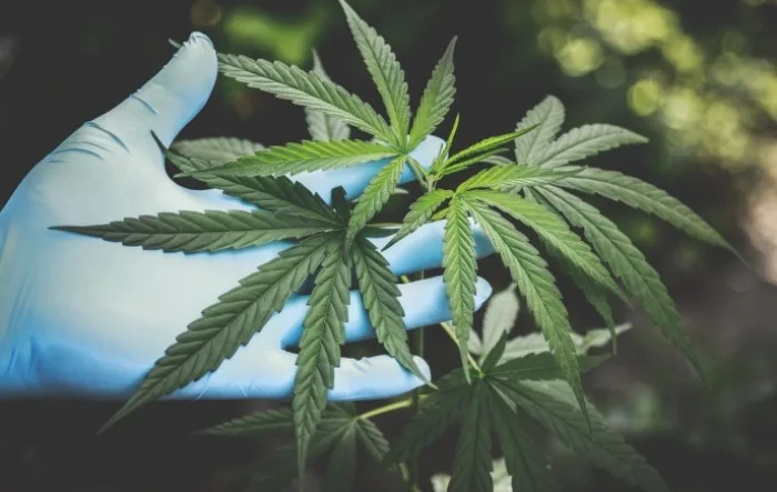 Novi obrat : Marihuana možda više šteti plućima od duhana
