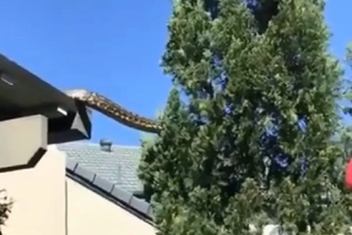 Snimljena gigantska neman kako prelazi s kuće na obližnje drvo