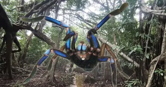 Otkrivena nova vrsta tarantule koja sija u električnoplavoj boji