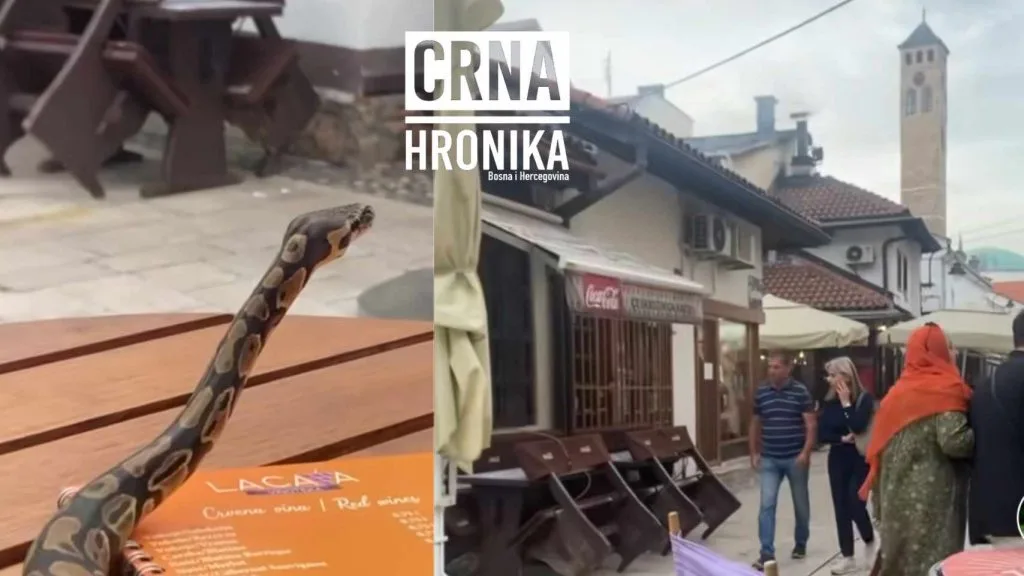 HARIS IZ SARAJEVA NA KAFU IZVEO ZMIJU: SVE SNIMAO ZA TIKTOK