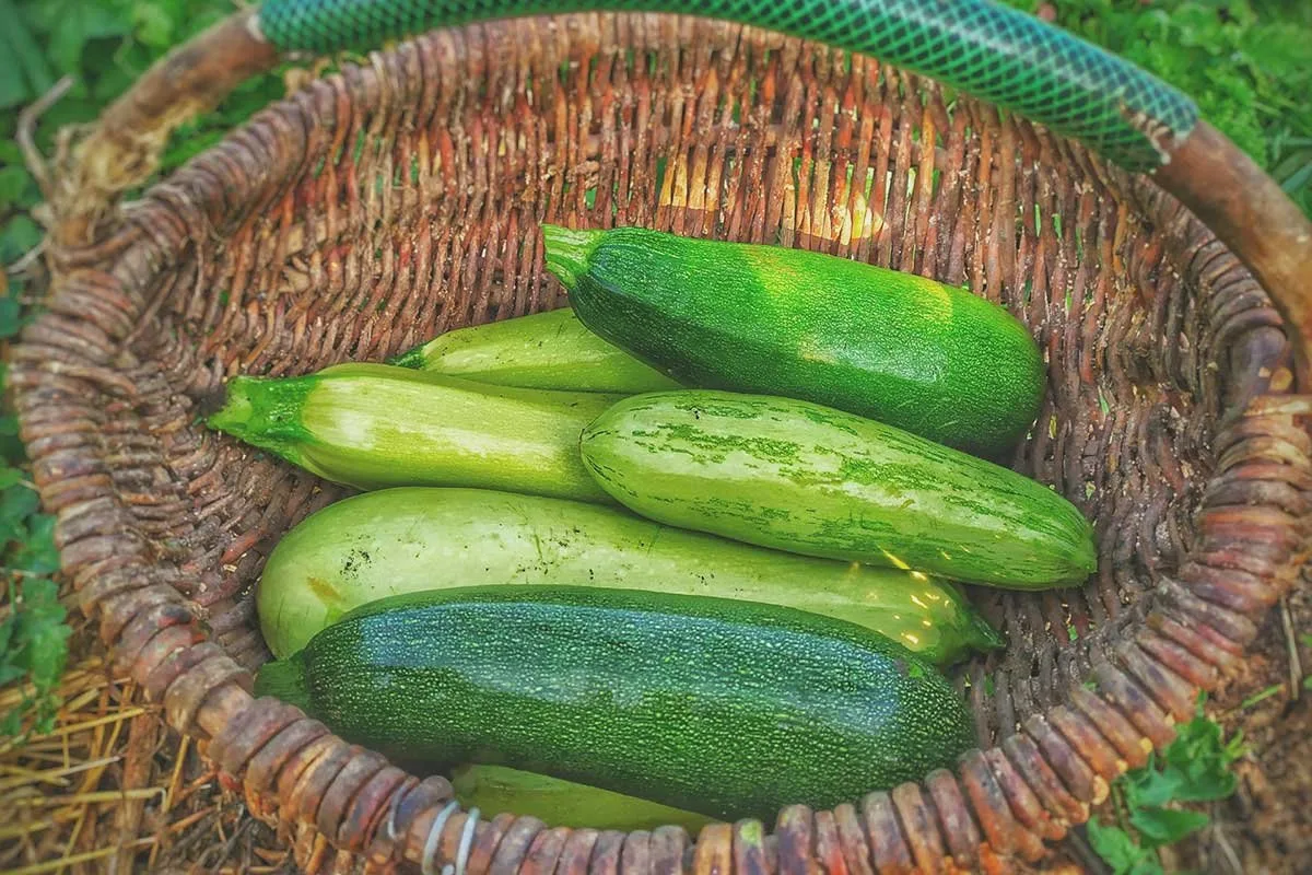 Recept: Uštipci od tikvica i sira za prste polizat‘
